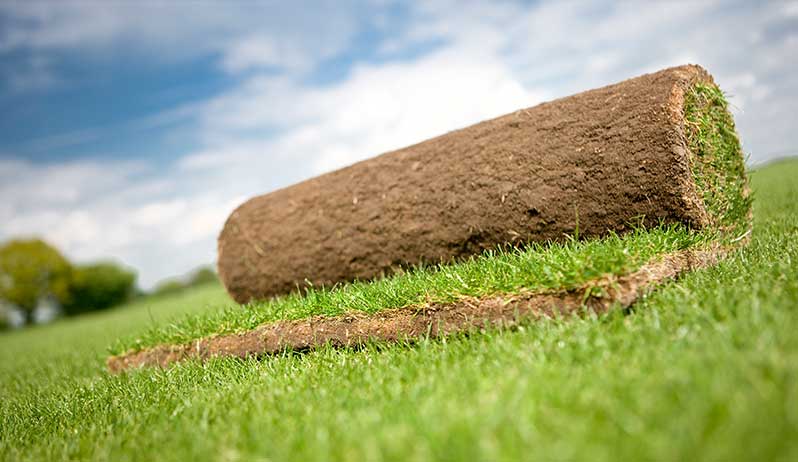 Bahçe için rulo çim